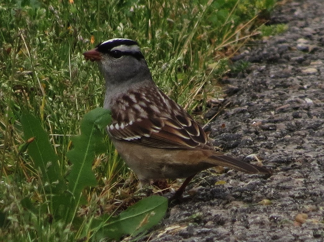 White-crowned Sparrow - ML28023711