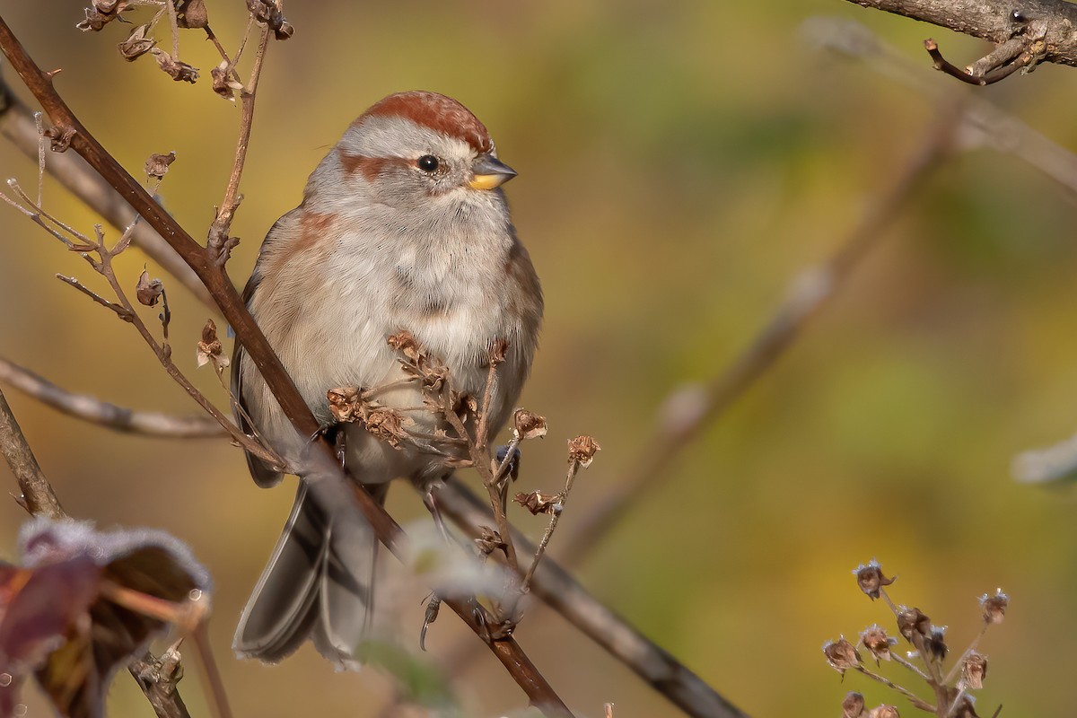 American Tree Sparrow - Matthew Plante
