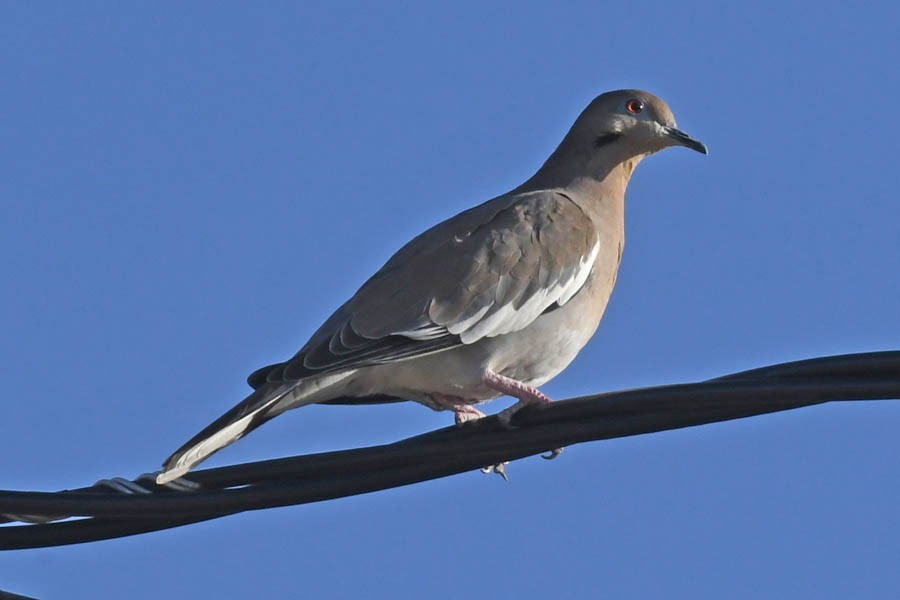White-winged Dove - ML280237881