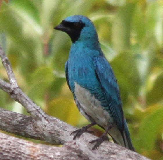 Swallow Tanager - ML280241311