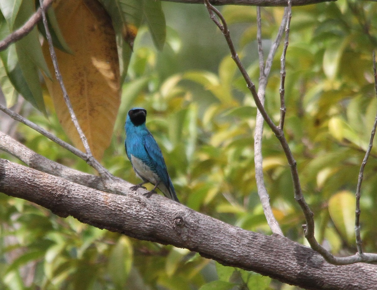 Swallow Tanager - ML280241361