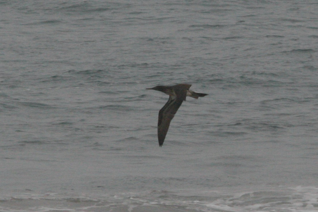Blue-footed Booby - ML280242771