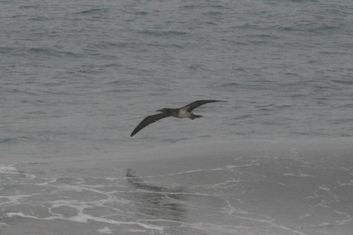 Blue-footed Booby - ML280242811
