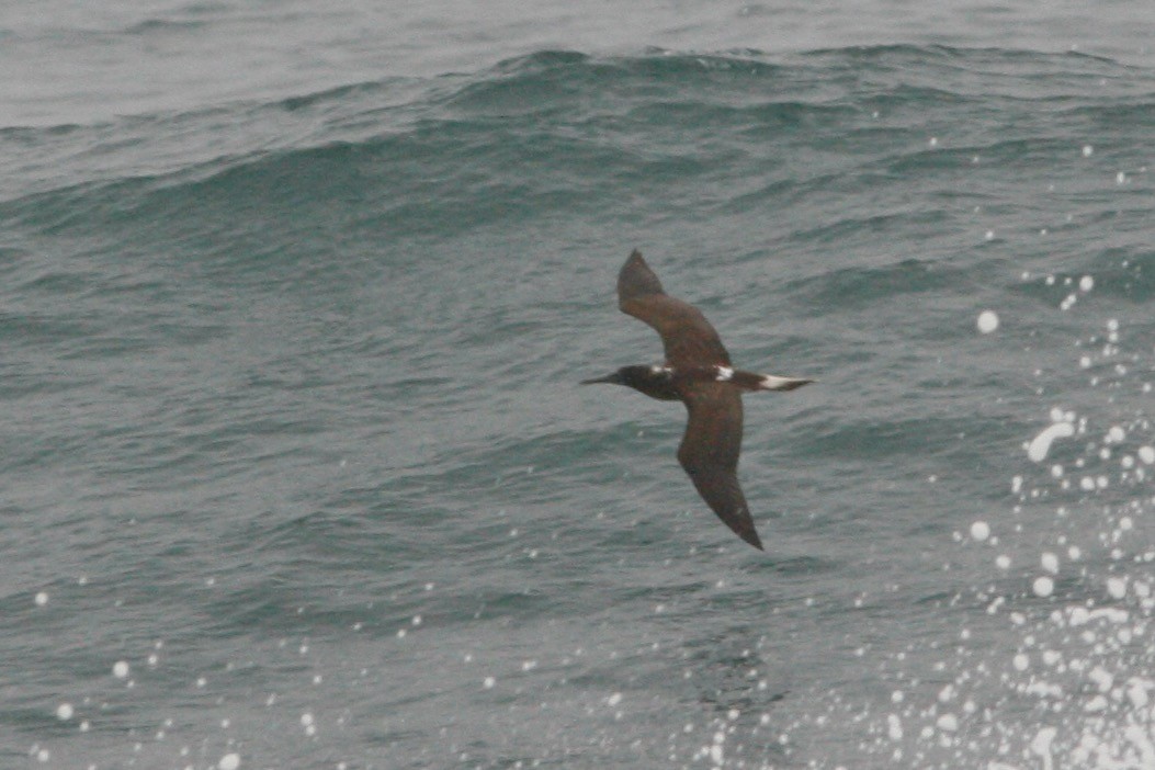 Blue-footed Booby - ML280243201