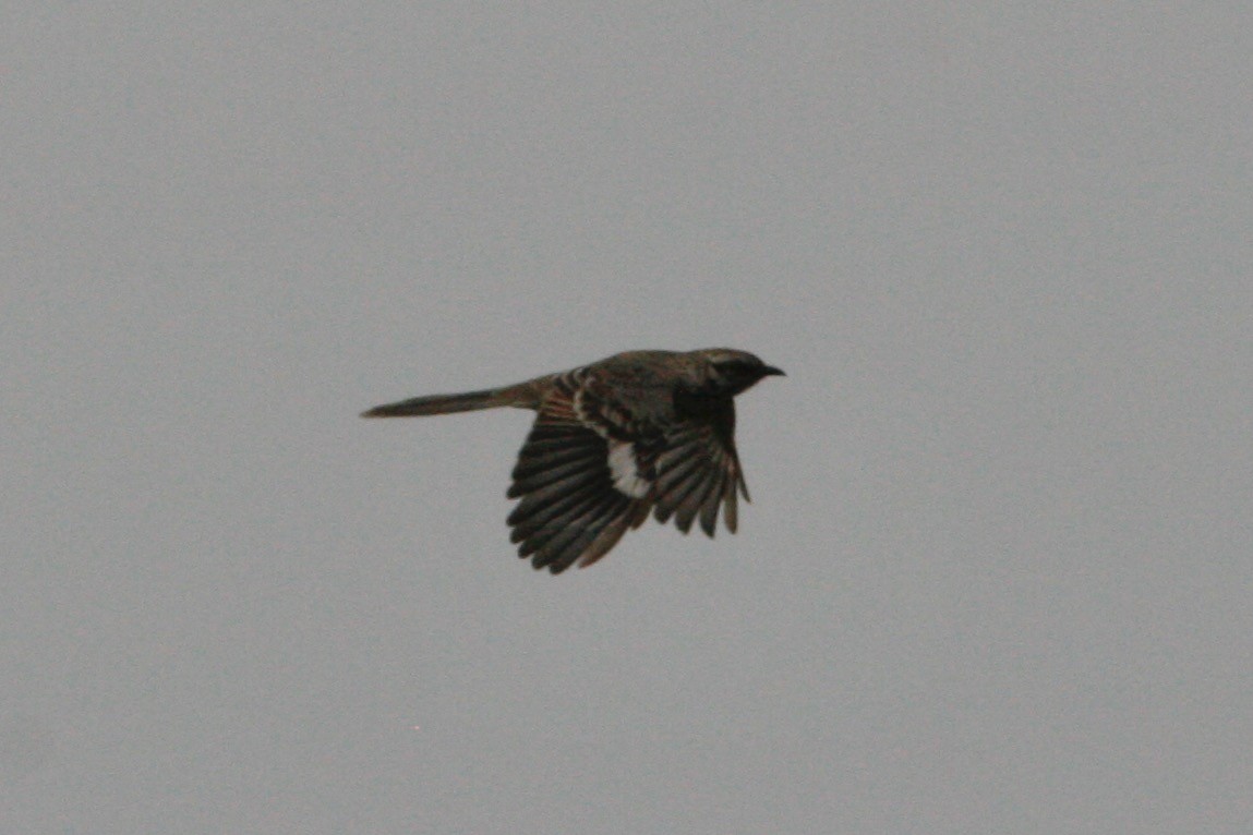 Long-tailed Mockingbird - ML280244201