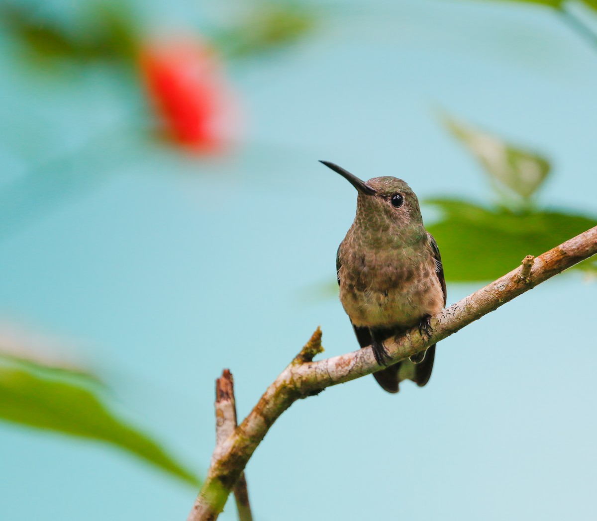 Scaly-breasted Hummingbird - ML280244281