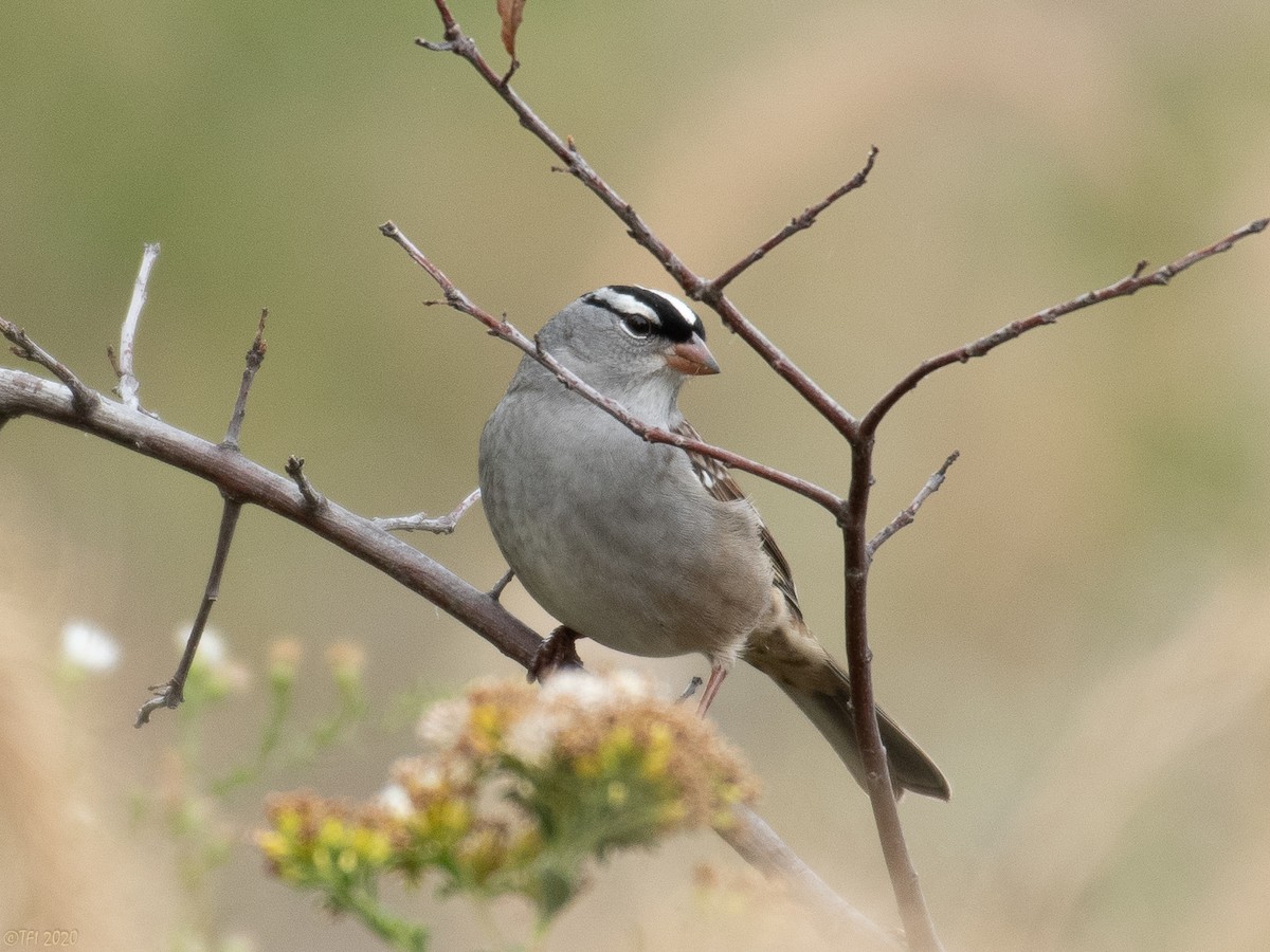 White-crowned Sparrow - T I