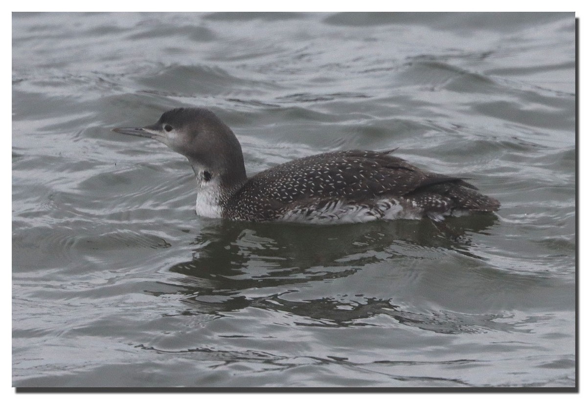 Red-throated Loon - ML280249771