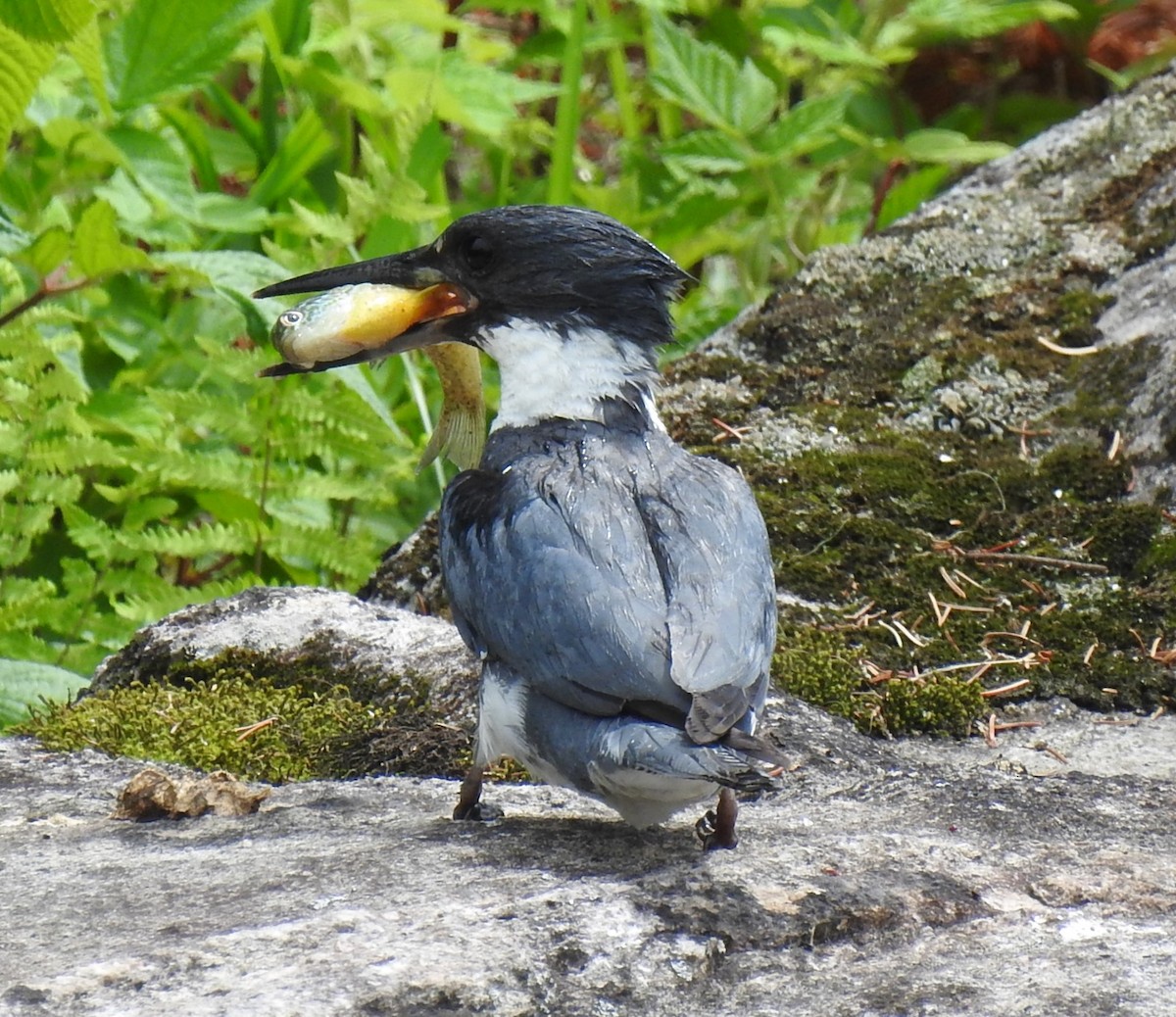 Belted Kingfisher - ML280249881