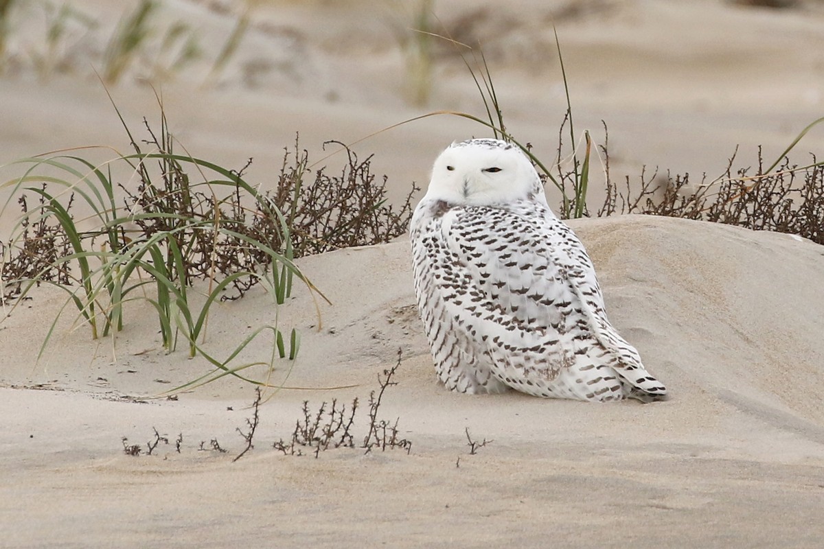 Snowy Owl - ML280250351