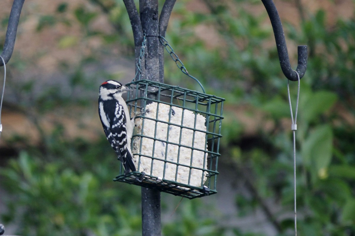 Downy Woodpecker - ML280250821