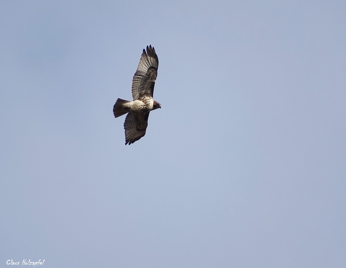 Red-tailed Hawk - ML280259901