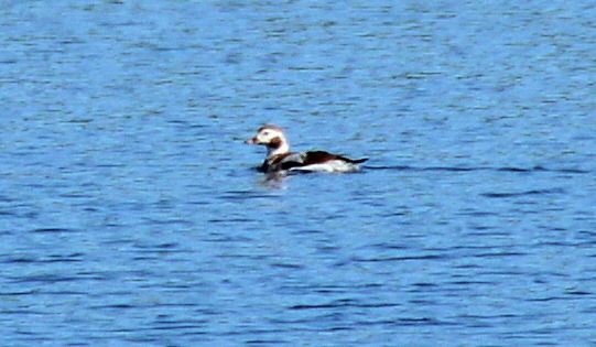 Long-tailed Duck - Bobby Dailey