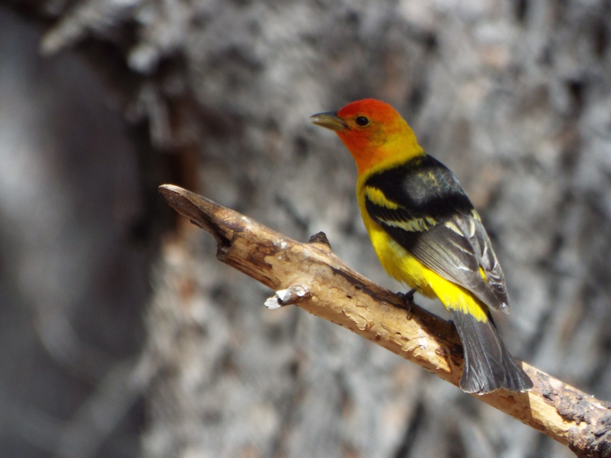 Western Tanager - ML28027211
