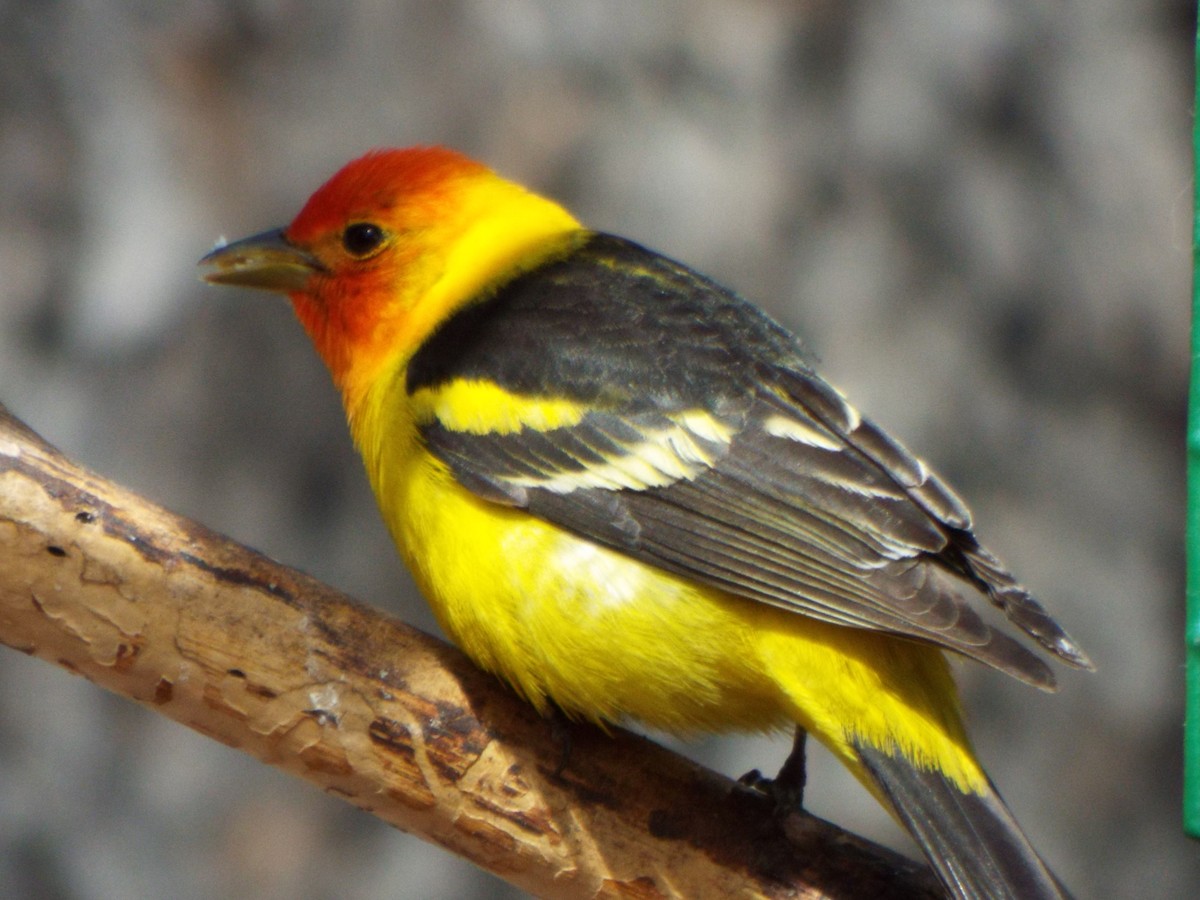 Western Tanager - ML28027221