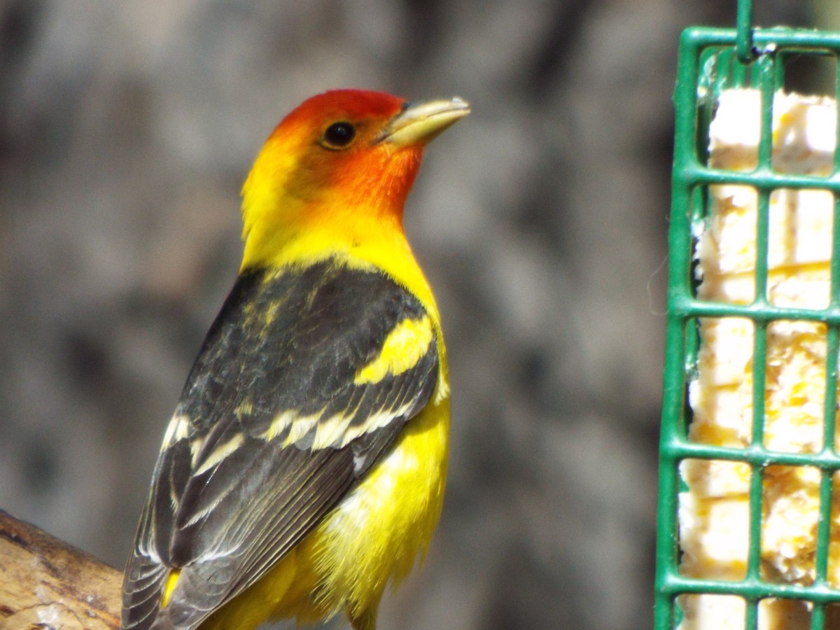Western Tanager - ML28027231