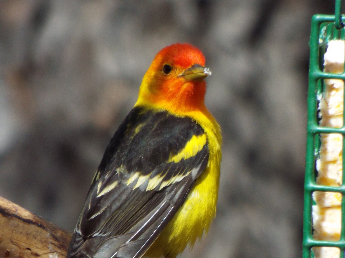 Western Tanager - ML28027241
