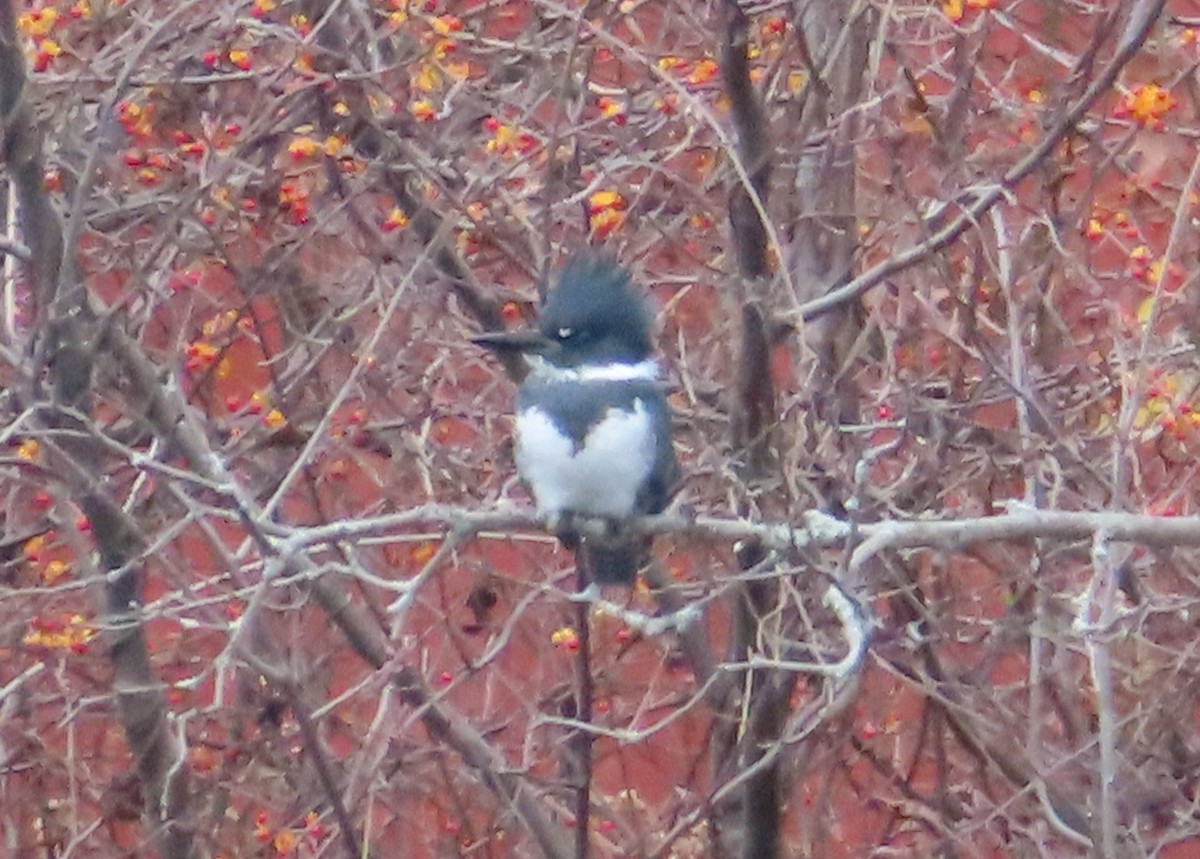 Belted Kingfisher - Unity Dienes