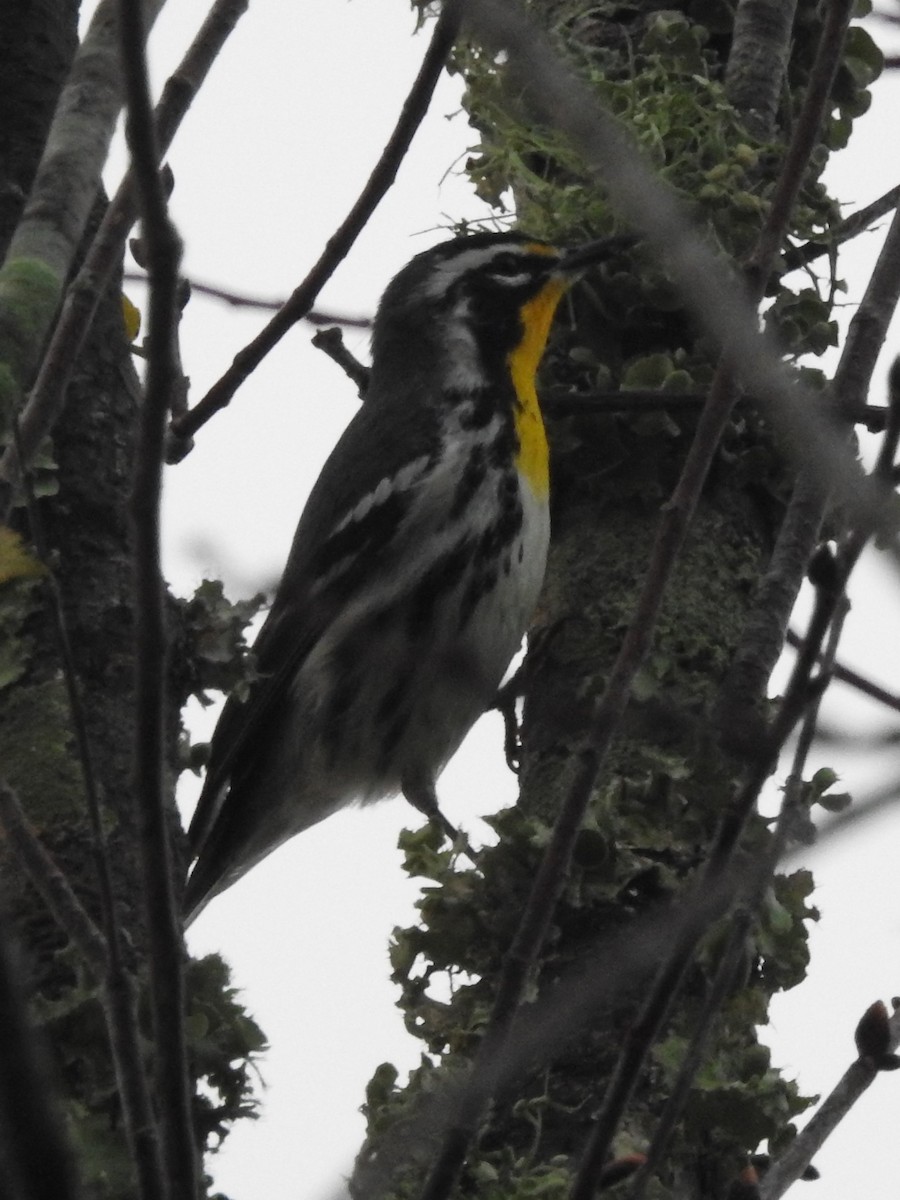 Yellow-throated Warbler - Jeffrey Gammon