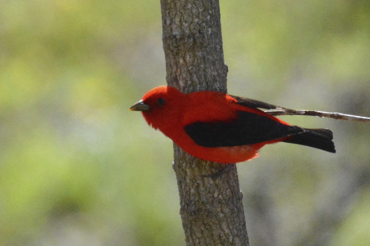 Scarlet Tanager - ML28027631
