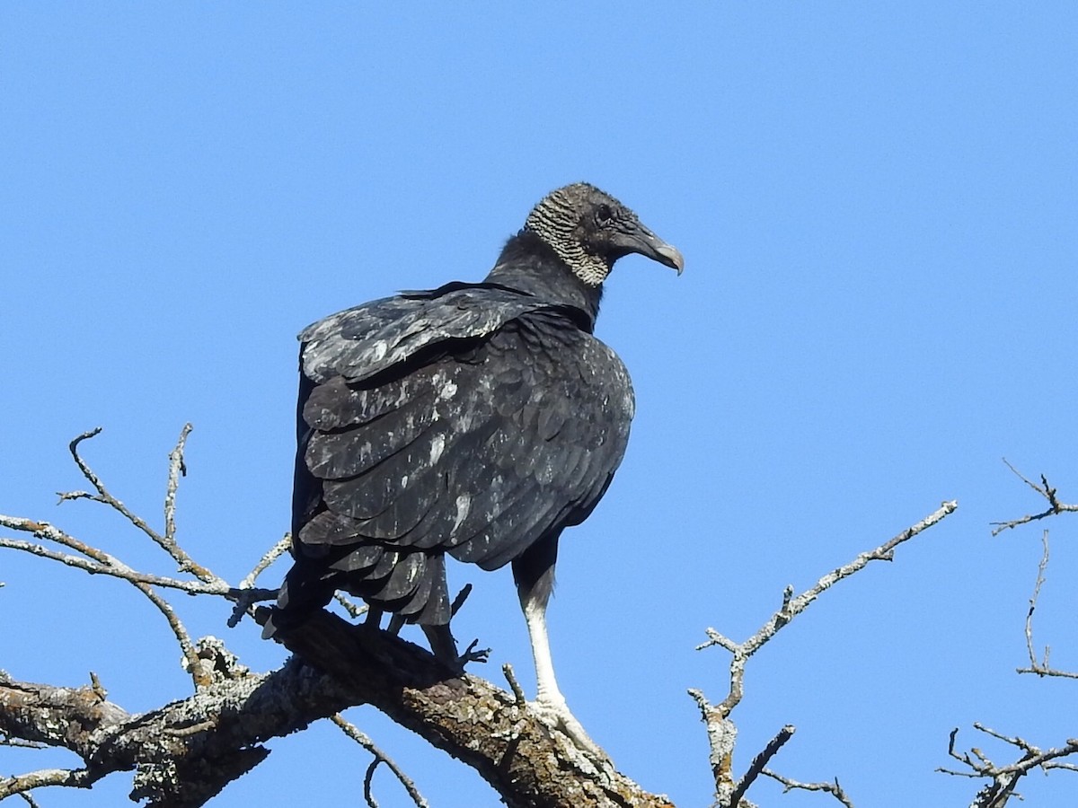 Black Vulture - ML280276581