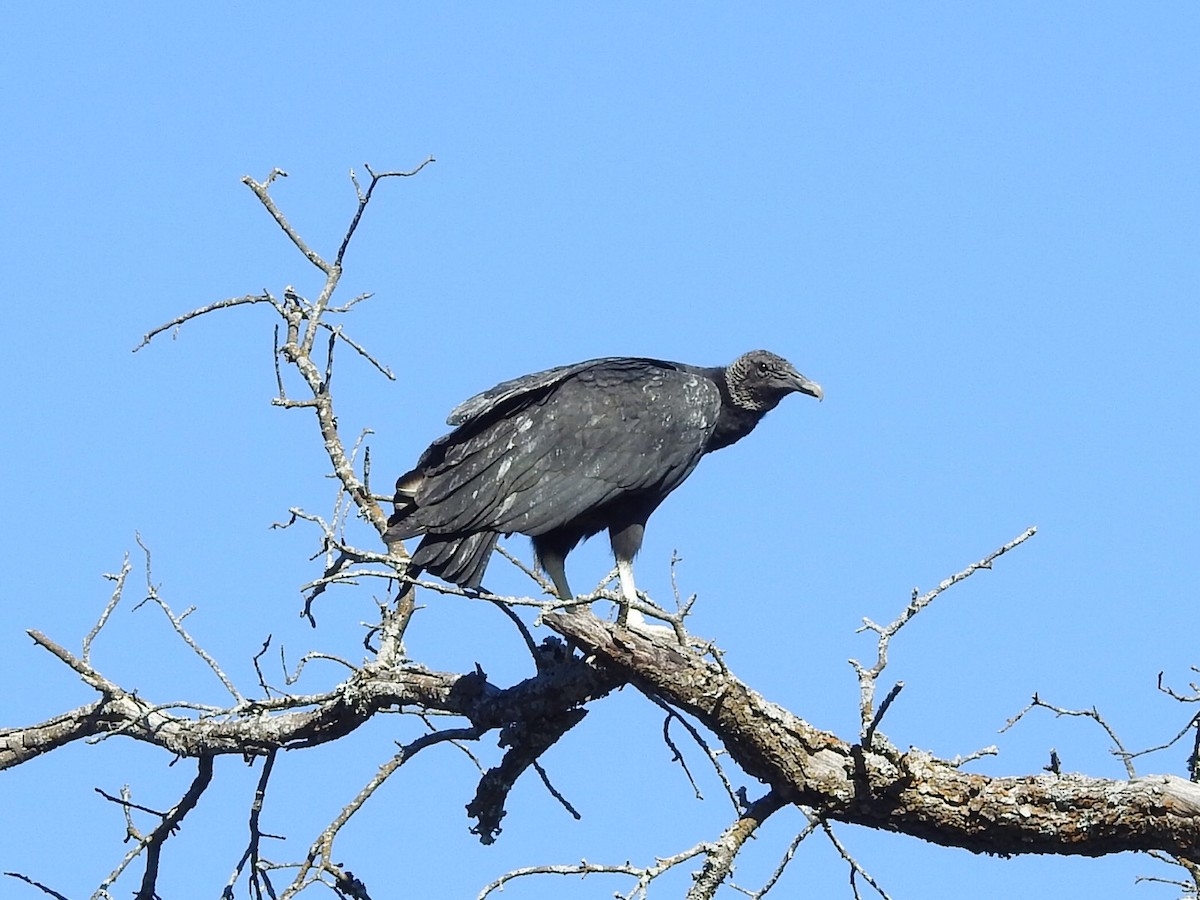 Black Vulture - ML280276591