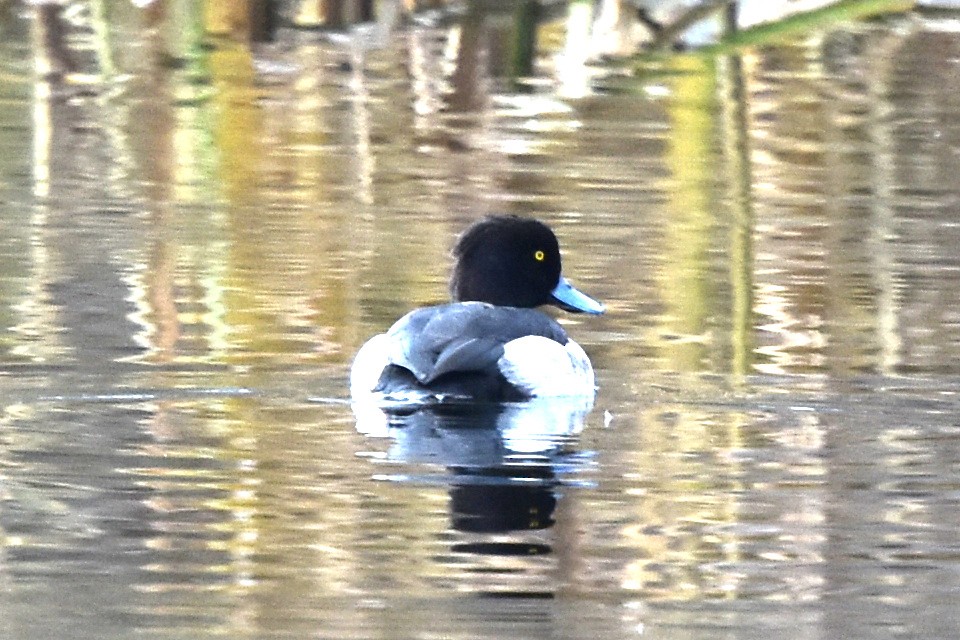 Tufted Duck - ML280277541