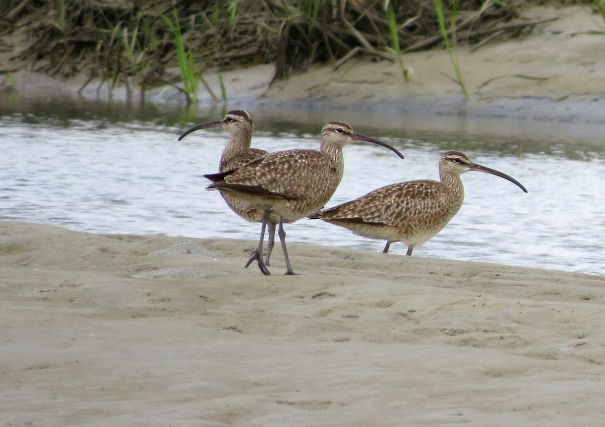 Whimbrel - Tim Armstrong