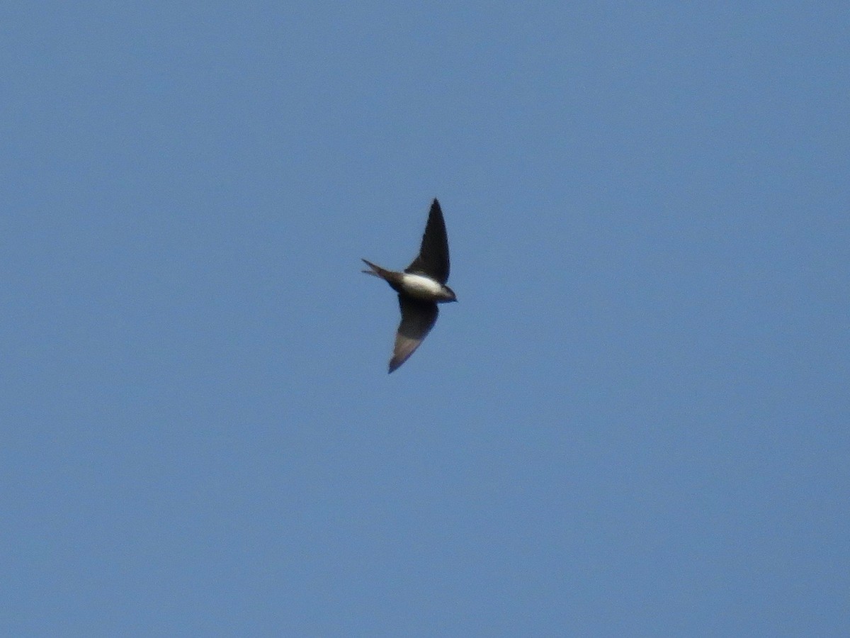 Black-capped Swallow - John van Dort