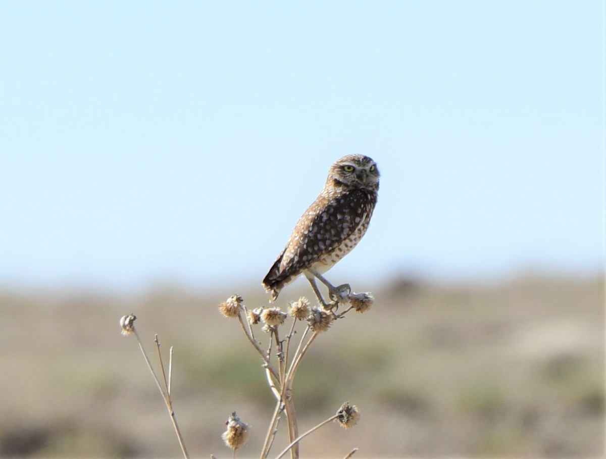 Burrowing Owl - ML280291251