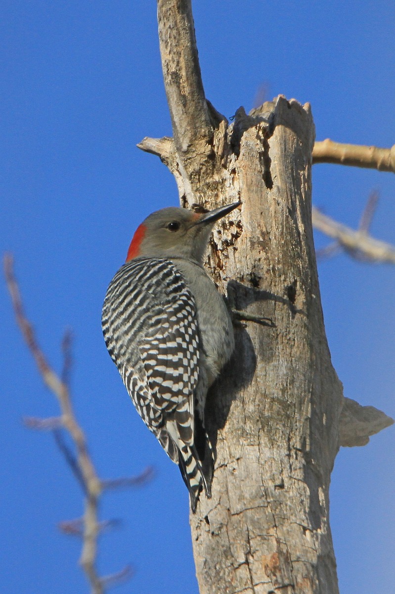 Red-bellied Woodpecker - Gerard Proulx