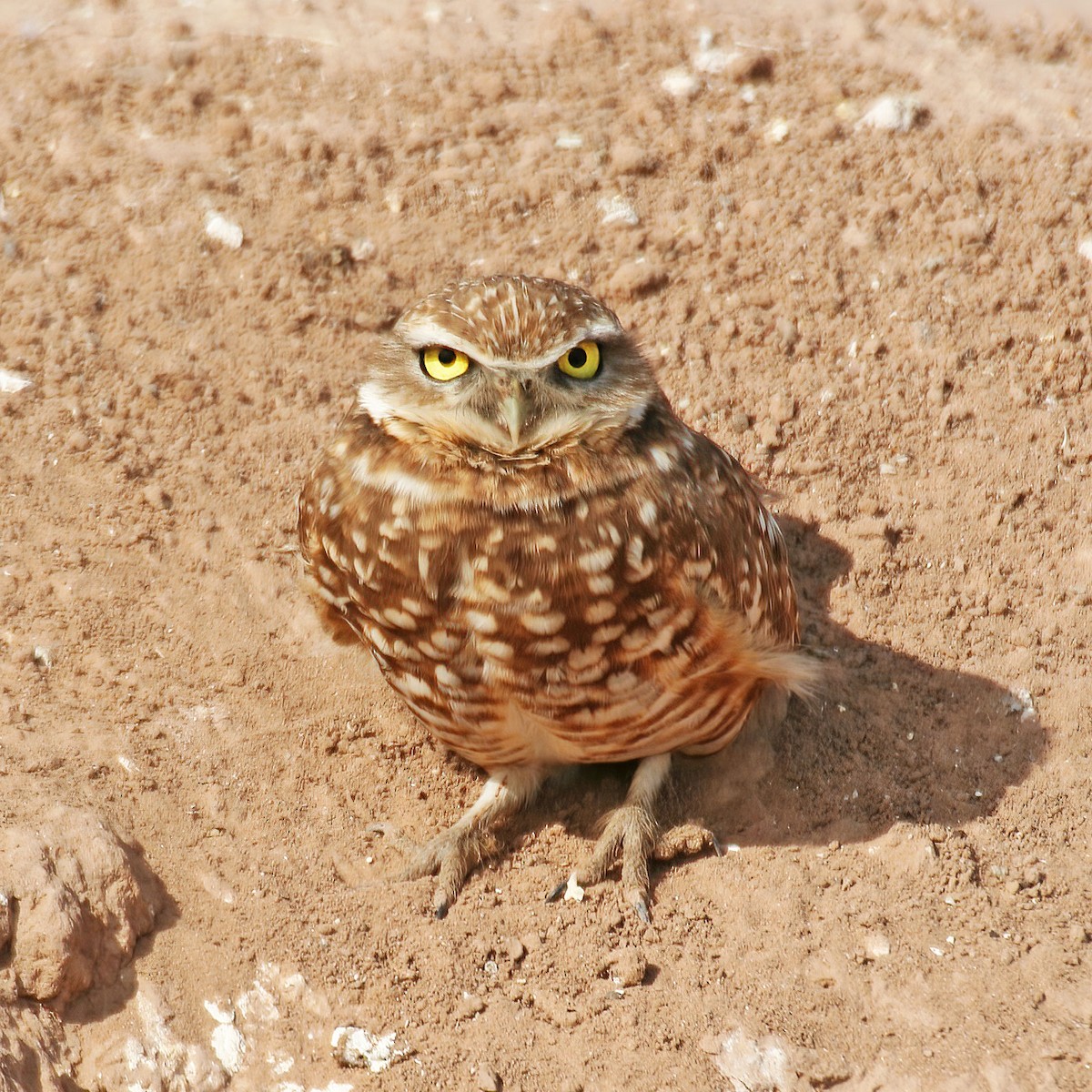 Burrowing Owl - ML280292891