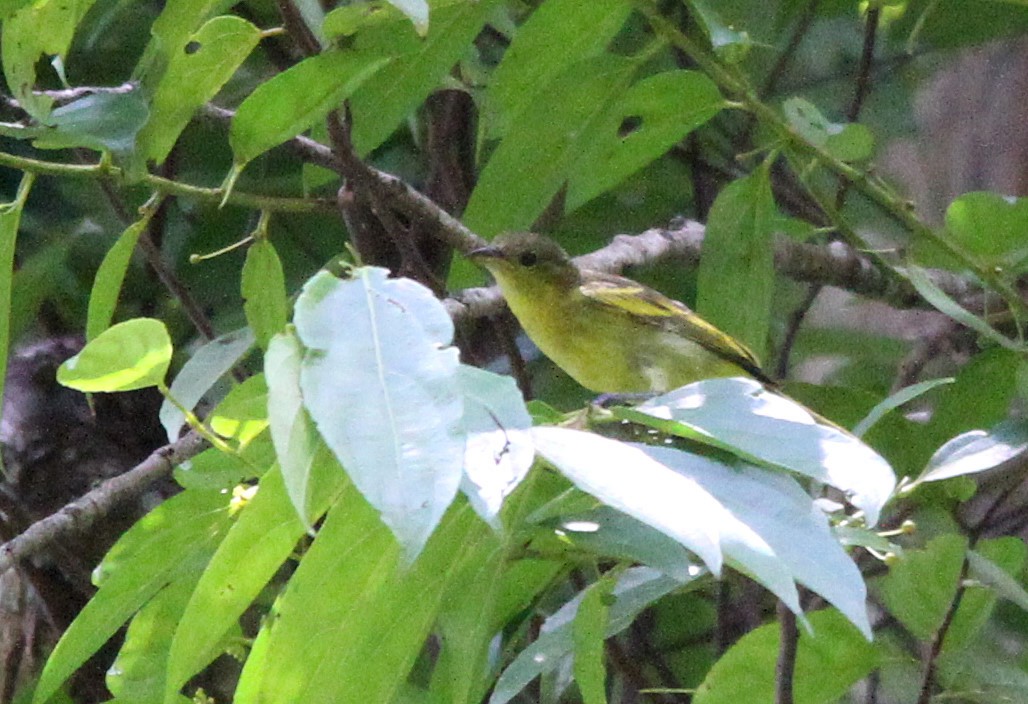 Yellow-backed Tanager - ML280294381