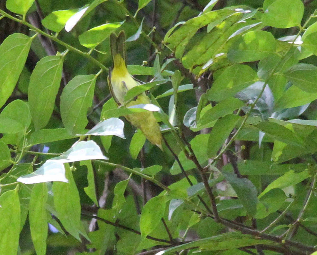 Yellow-backed Tanager - ML280294421