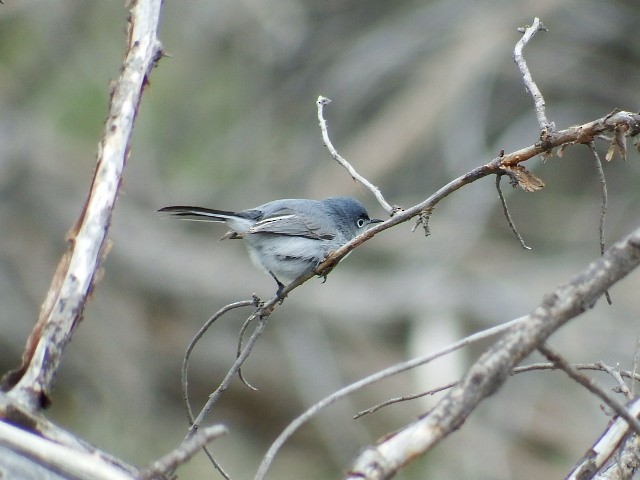 Blue-gray Gnatcatcher - Chris Rurik