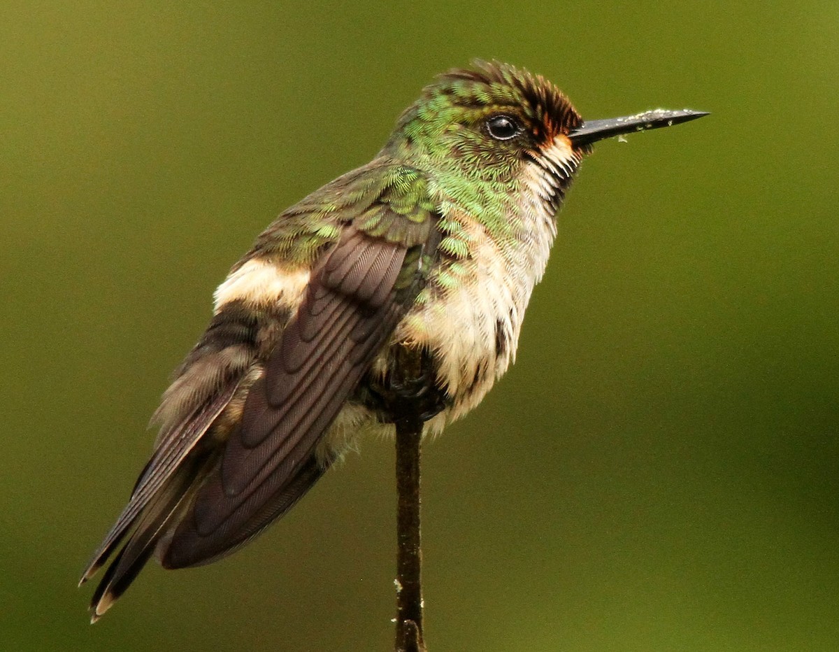 kolibřík pálkoocasý - ML280296431