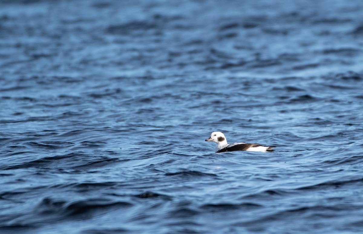 Long-tailed Duck - Annie Lavoie