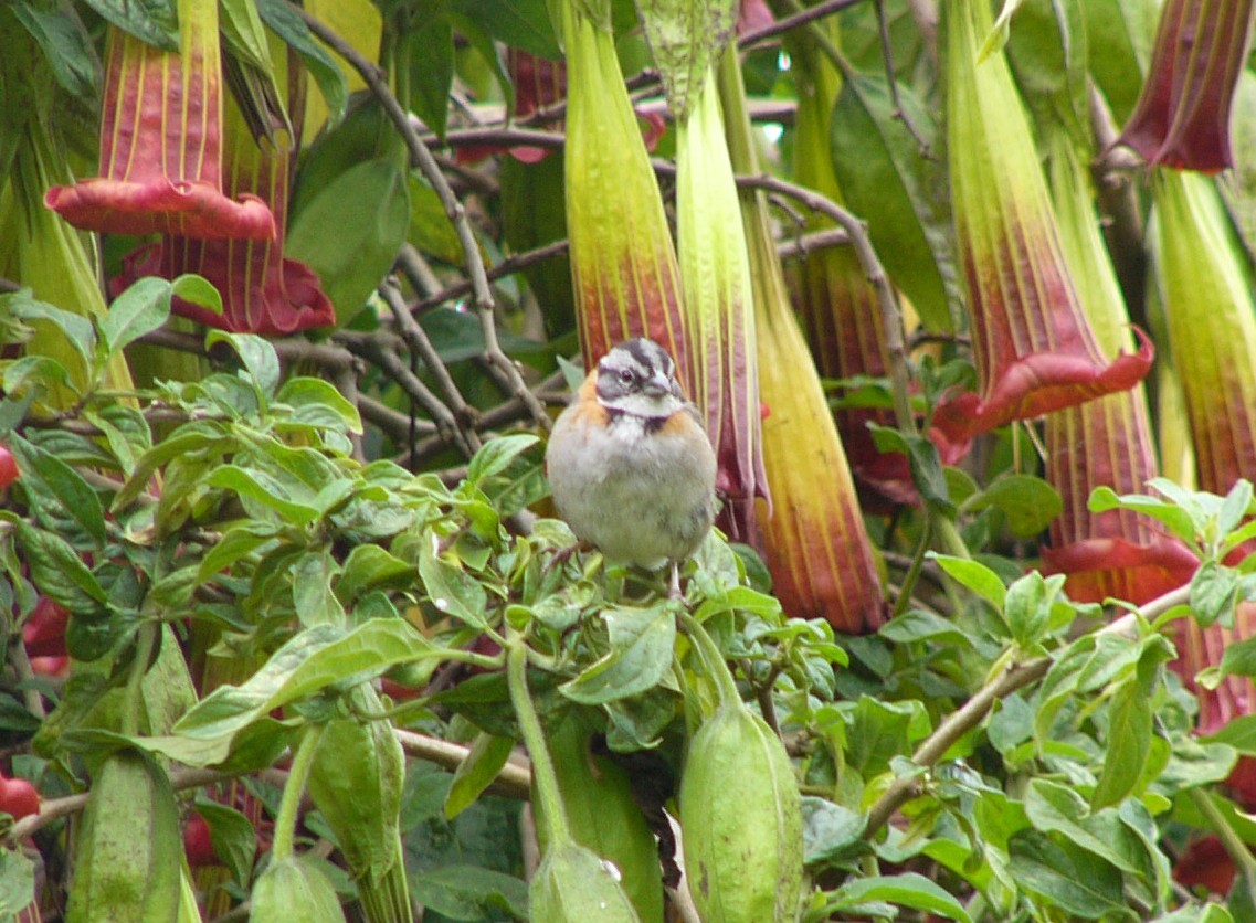 Rufous-collared Sparrow - ML280313351