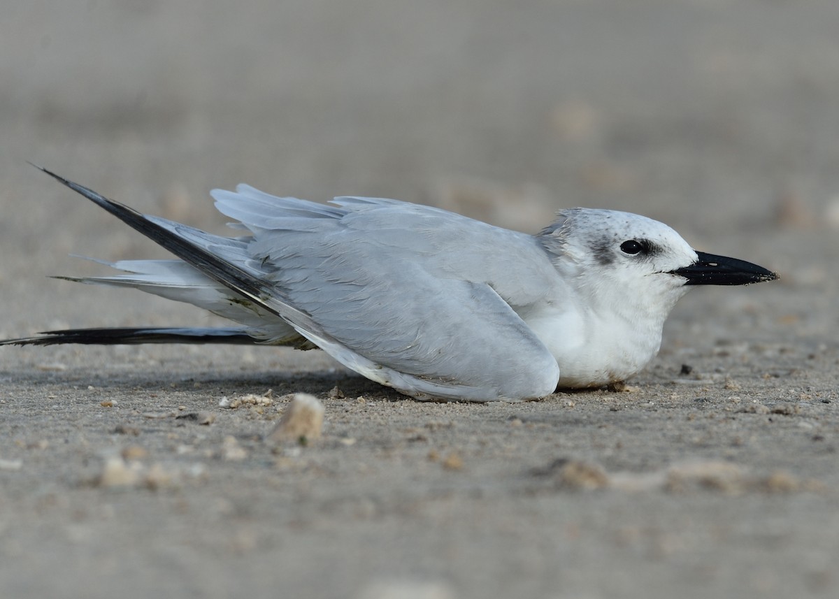 Gull-billed Tern - Michiel Oversteegen