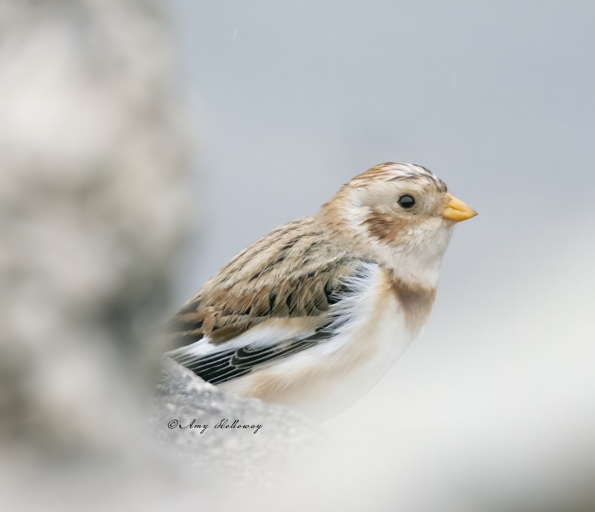 Snow Bunting - Amy Holloway