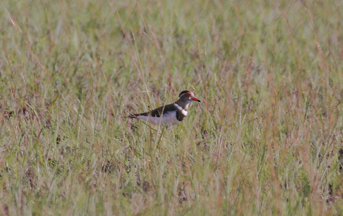 Forbes's Plover - ML280332151