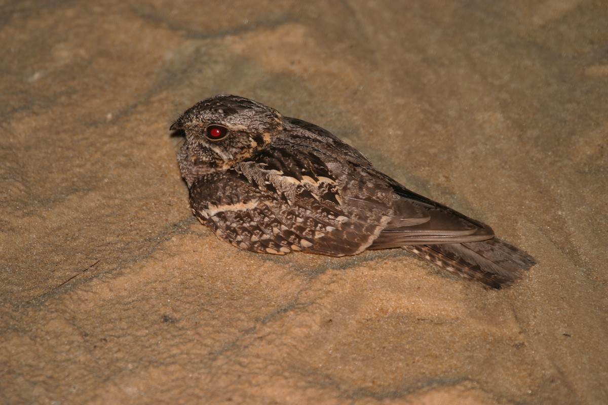 Square-tailed Nightjar - Simon Colenutt