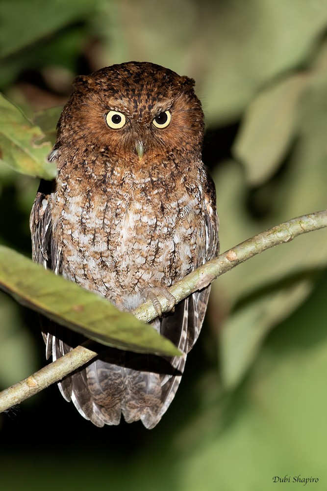 Bare-shanked Screech-Owl - ML280332951