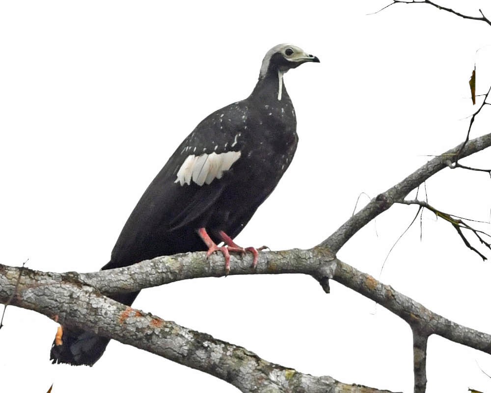 White-throated Piping-Guan - ML280335221