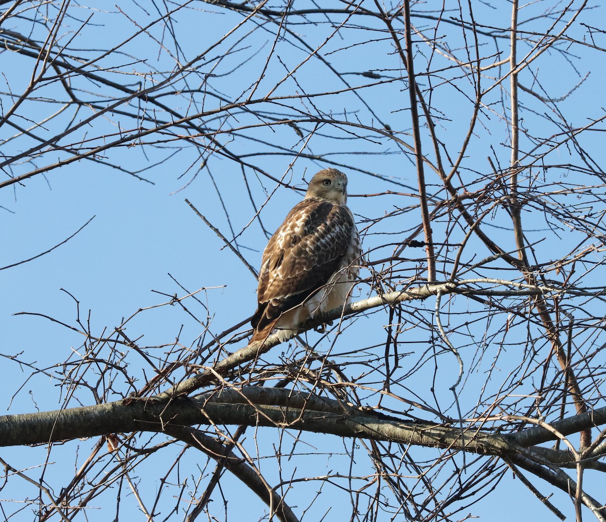 Red-tailed Hawk - ML280336031