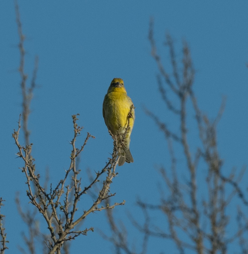 Grassland Yellow-Finch - ML280336741