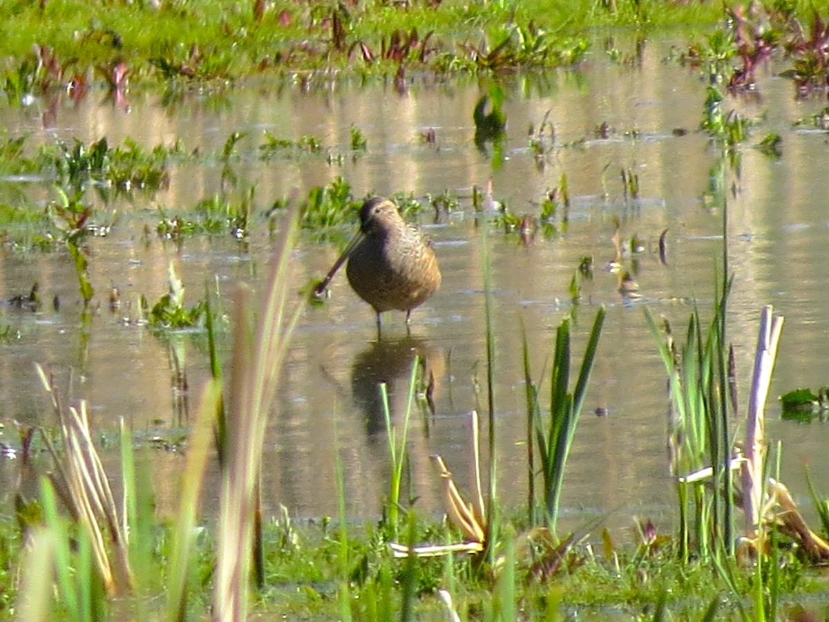 Long-billed Dowitcher - ML28033681