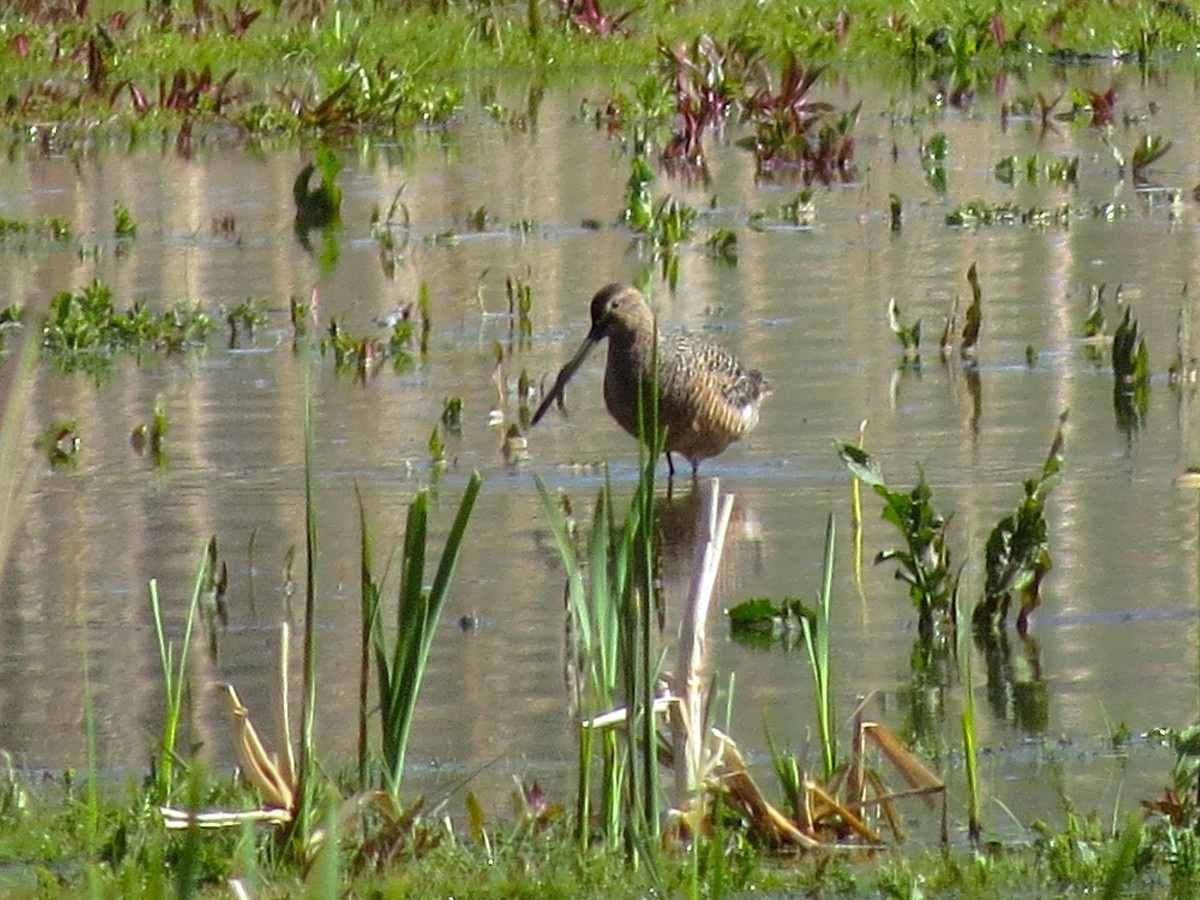 Long-billed Dowitcher - ML28033691