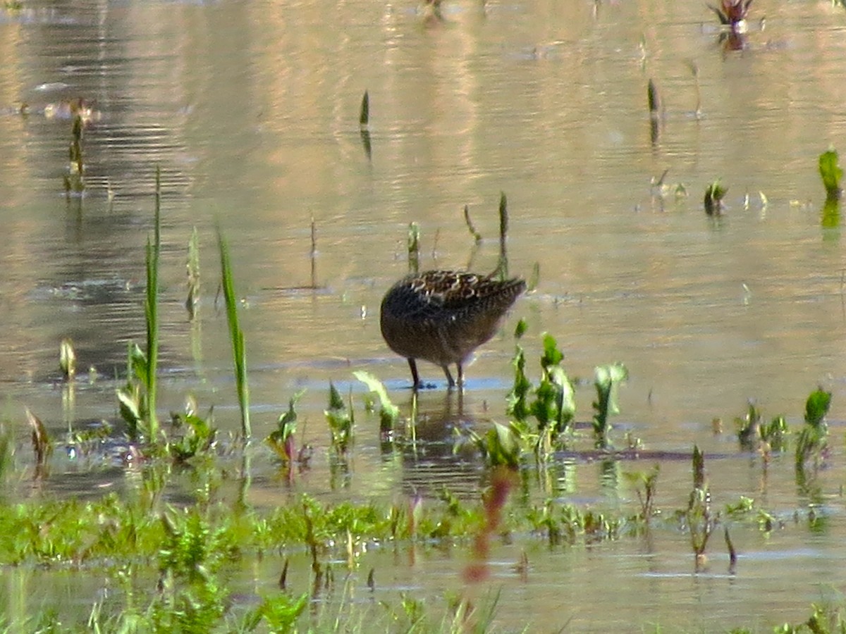 Long-billed Dowitcher - ML28033711