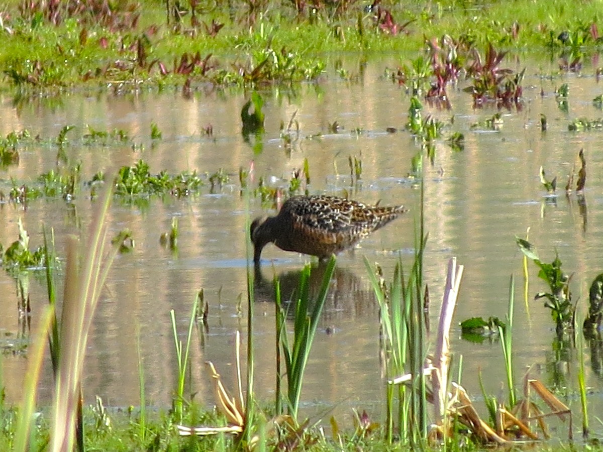 Long-billed Dowitcher - Ted Floyd
